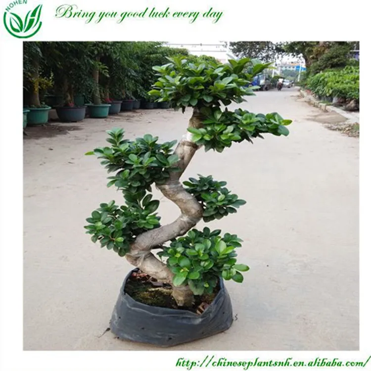 
Натуральные растения фикус микрокарпа бонсай 