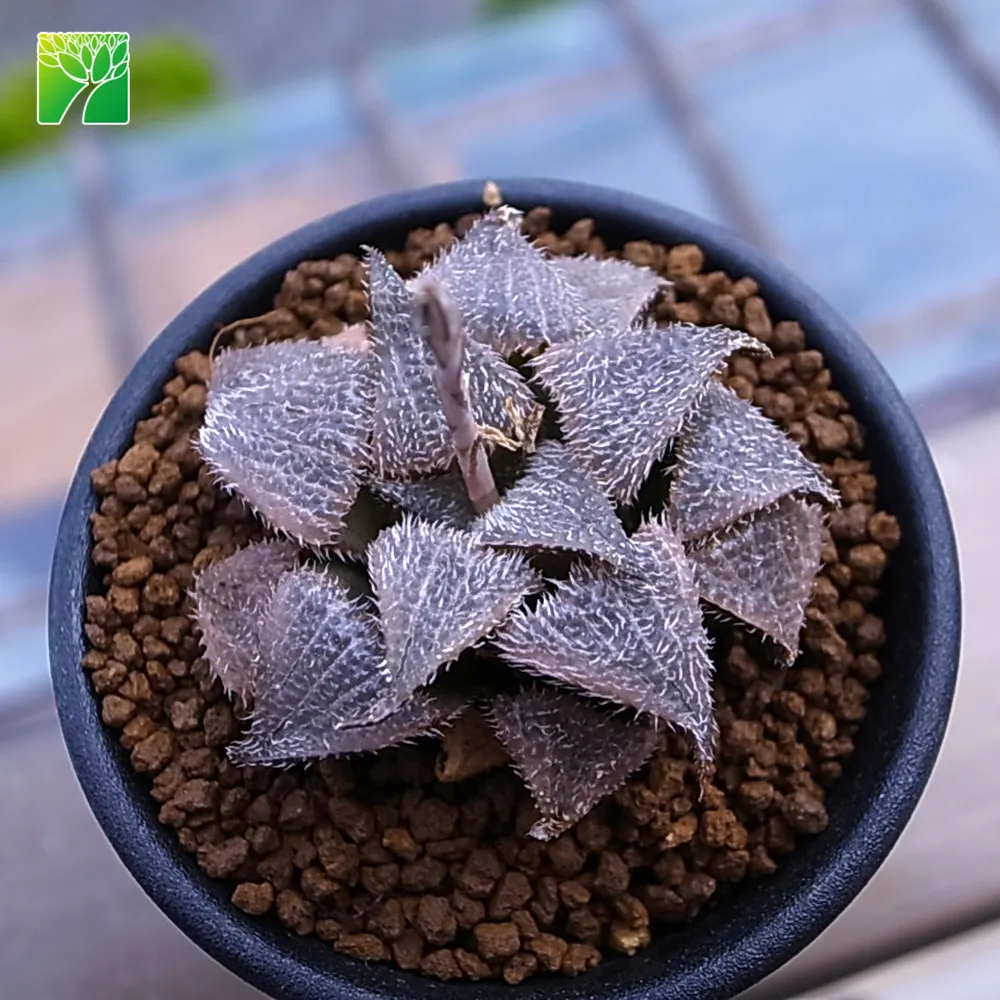 
 Растительная ферма, оптовая продажа, haworthia mirabilis, натуральные живые мини-суккуленты, растения haworthia  
