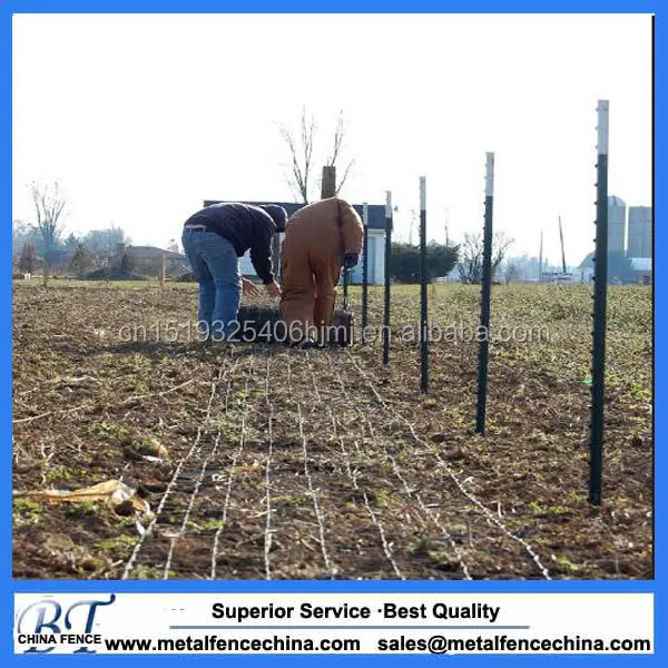 
chinese supplier cheap galvanized & PVC metal green black t-post/y-post/star picket 