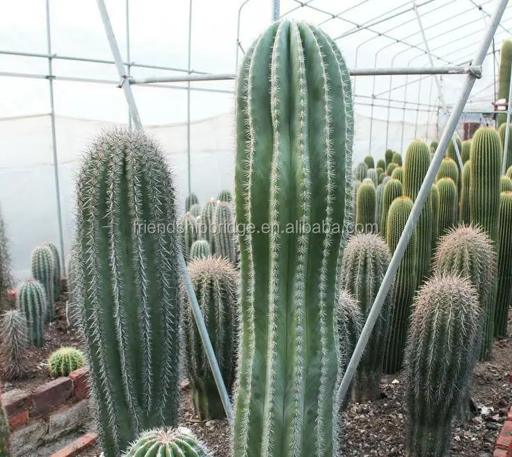 Carnegiea gigantea Britton et розовый бонсай