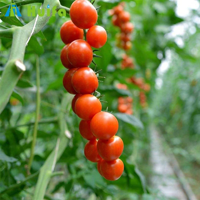 Commercial Plastic Film Green House for Tomato