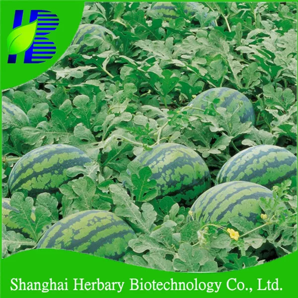 Hot Sale Hybrid Watermelon Seed For Planting