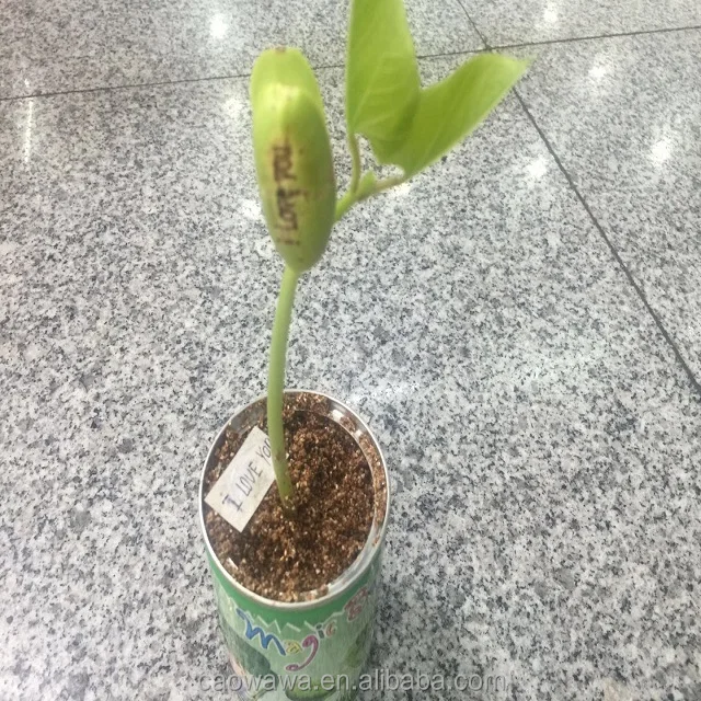 Голая Волшебная фасоль, Лидер продаж, волшебное растение