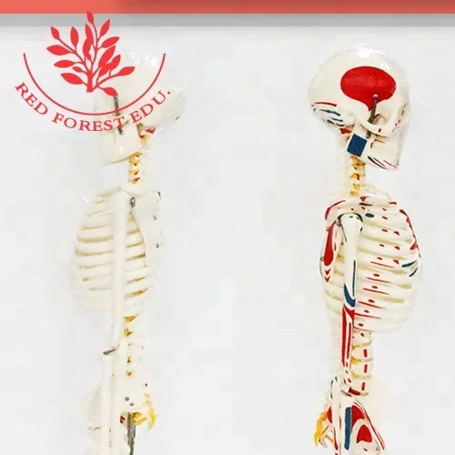 Muscle origins (red) and insertions (blue) in half body 85cm human artificial skeleton