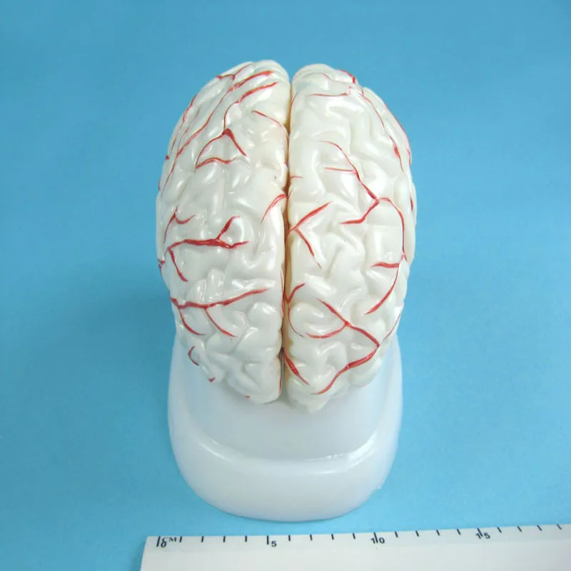 
Biology Education Equipment Human Brain Model with Arteries 
