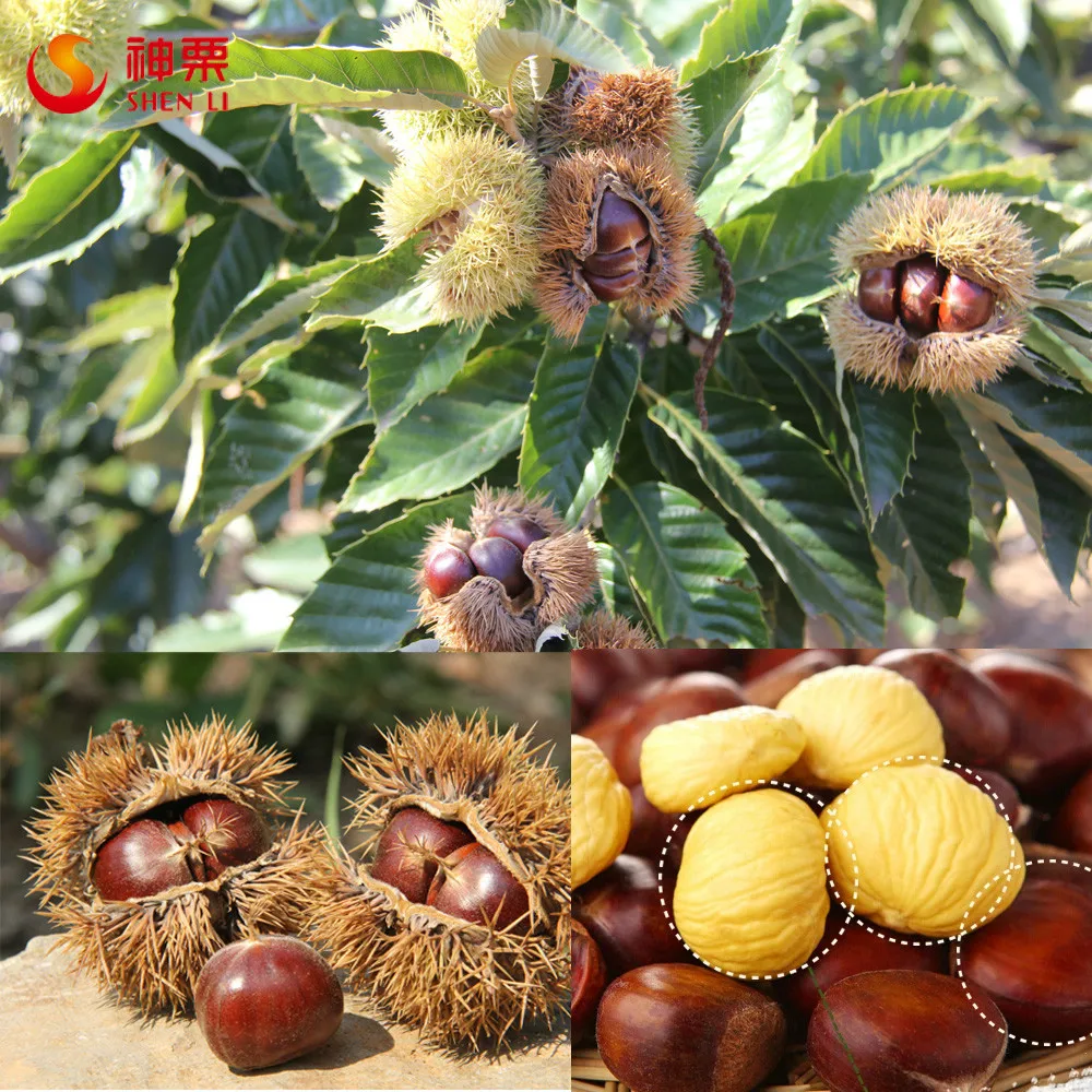 the best quality frozen peeled chestnuts