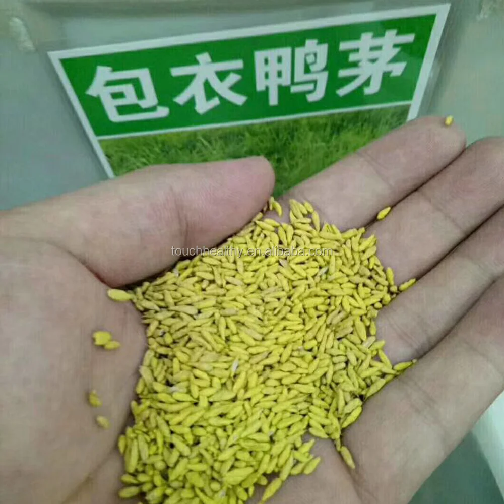 2021 Touchhealthy supply forage seeds Dactylis grass seeds for sales