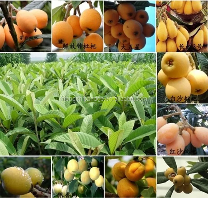 Low price China Loquat fruit tree seedling