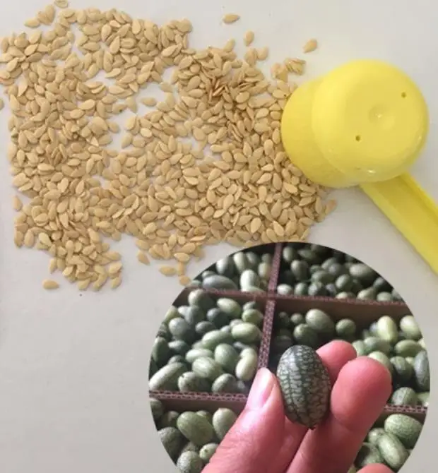 High yeild finger watermelon Mexican miniature watermelon seeds