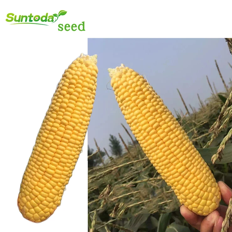 
Suntoday high yiled yellow organic sweet corn seeds price for planting 400gr/bag 