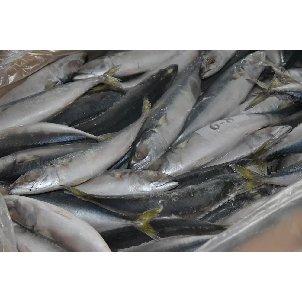 Wholesale Fish Market with Good Price Frozen Horse Mackerel