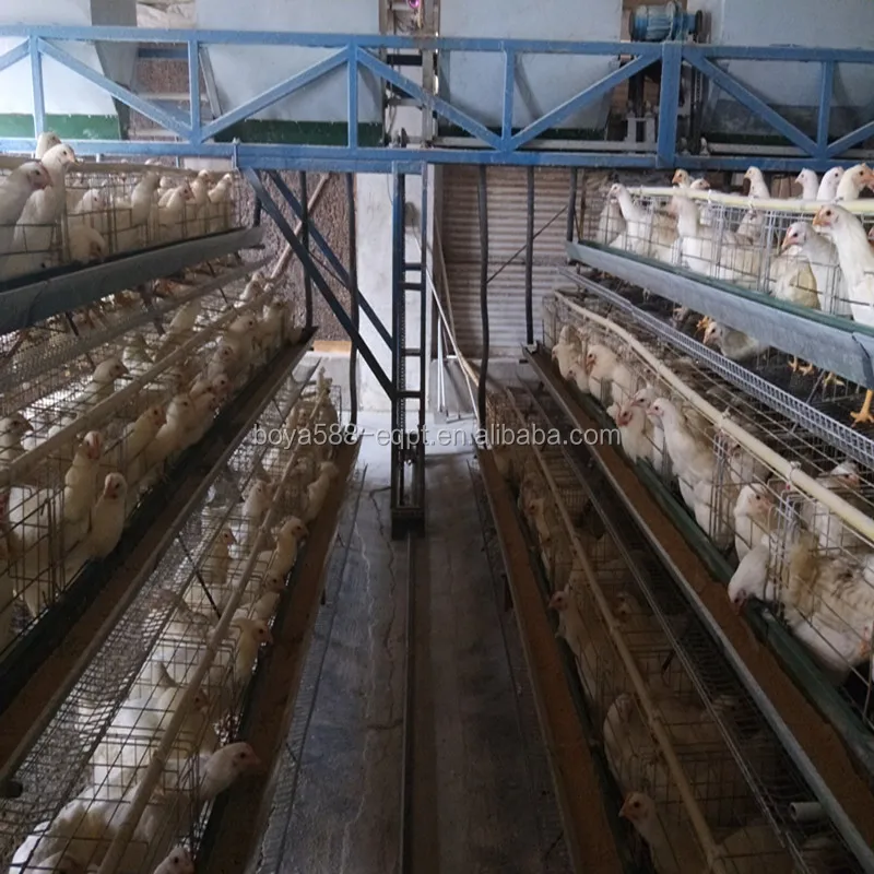 
 Лидер продаж, автоматическая клетка для птицефермы из Уганды  