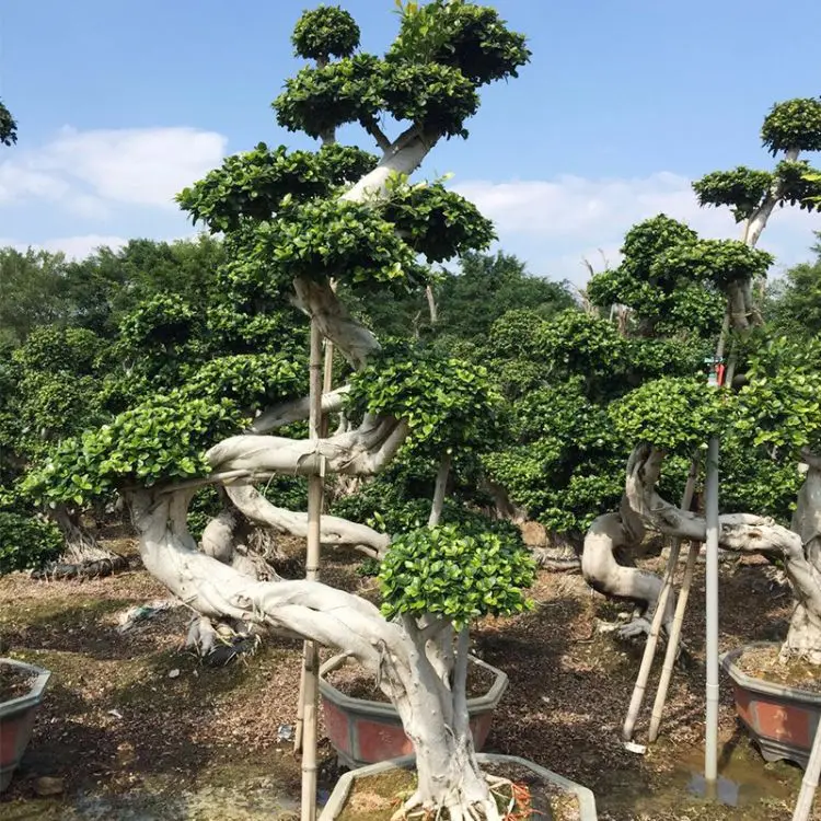 
 Натуральный вечнозеленый фикус Бенджамина L  