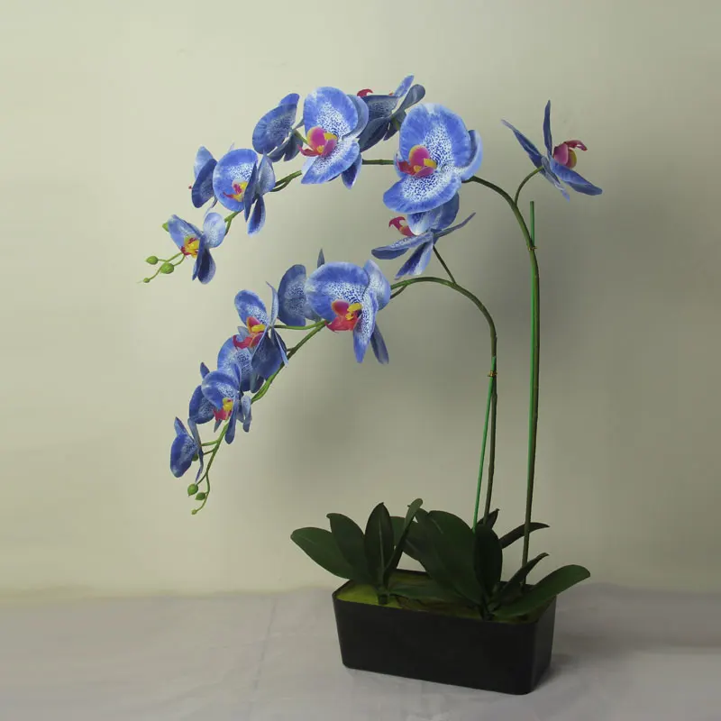 
Varieties of Orchid Phalaenopsis bonsai for sale 