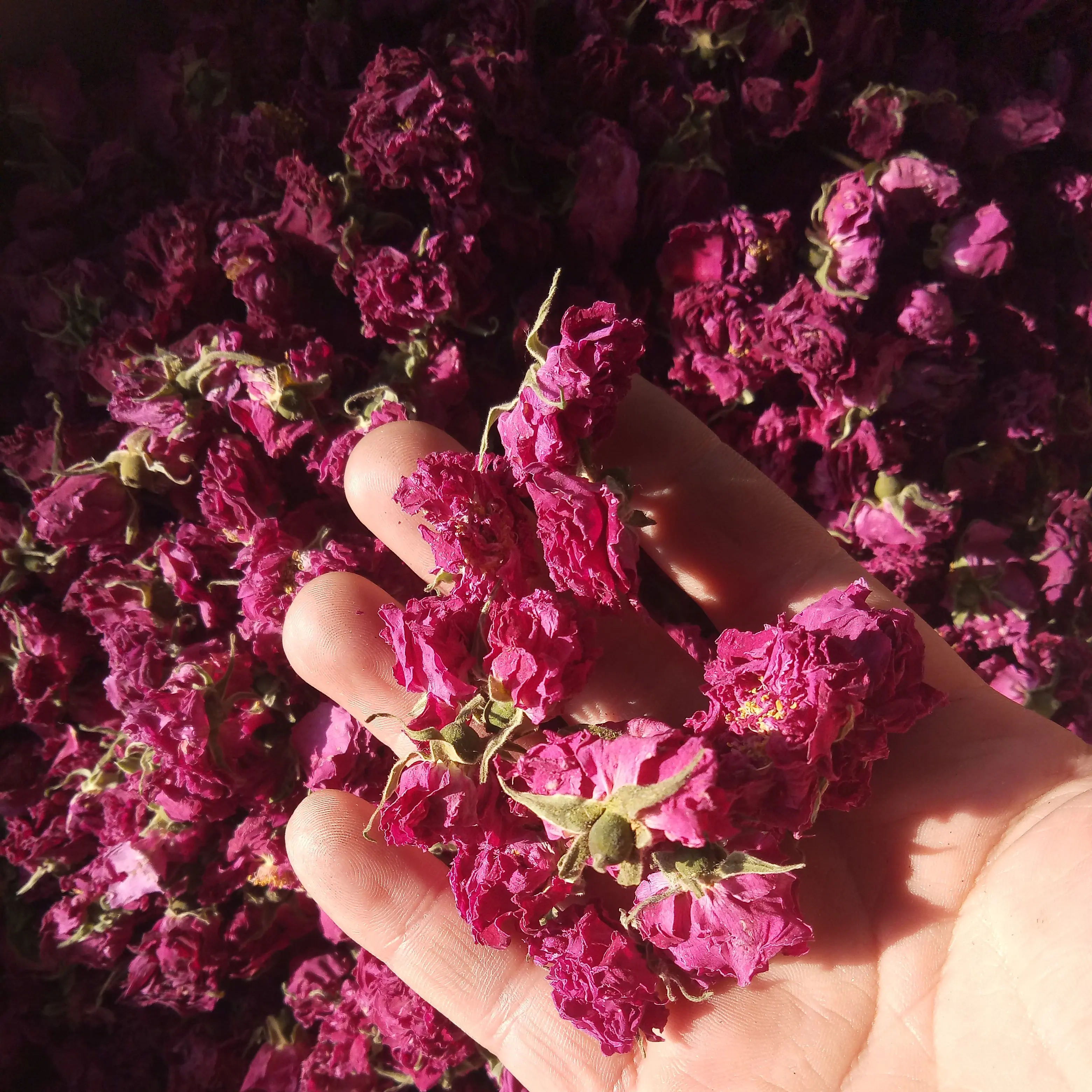 Pingyin розы маленький meigui Shandong полностью высушенные цветы чай