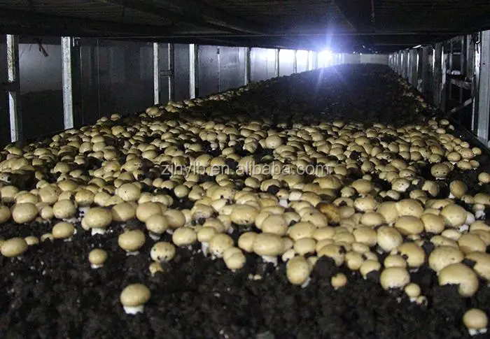 agaricus bisporus growing net mushroom cultivation nets greenhouse mushroom planting net