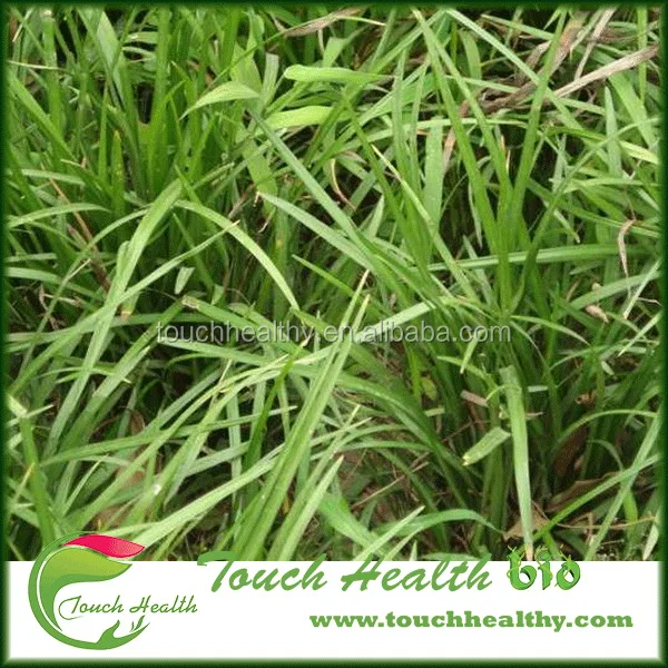 
2021 Touchhealthy Supply Poa annua L seeds/Bluegrass seeds/Lawn seeds 