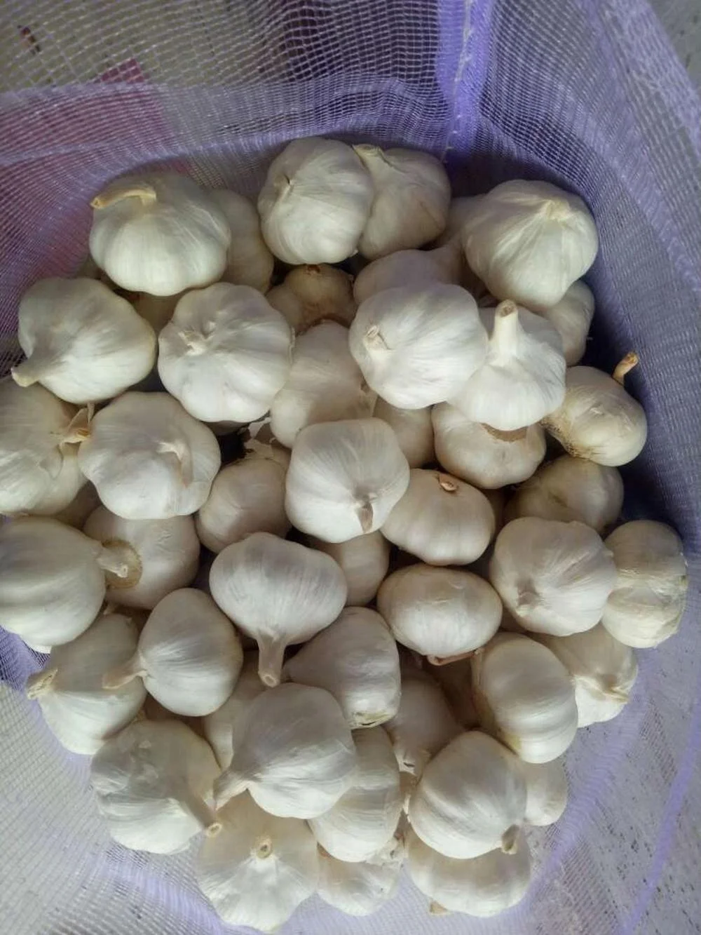 BEST FRESH NATURAL HOT SELLING GARLIC TO EXPORT
