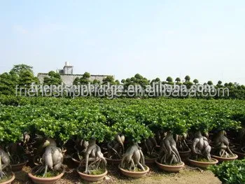 
Home Decor Plants Small Bonsai Ficus Ginseng 