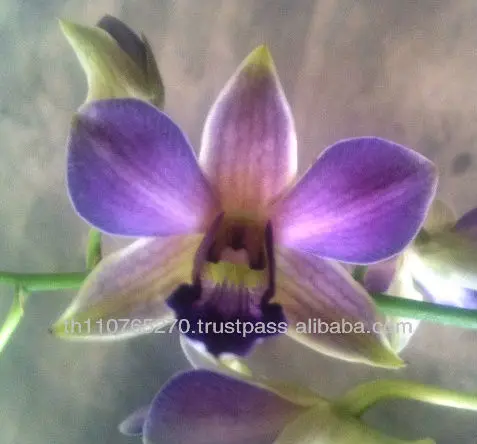 
BBOrchids Dendrobium pojana mini blue 