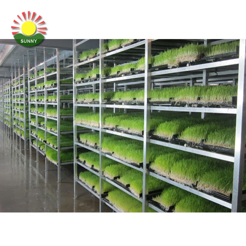 Hot sale healthy fodder system water-saving cattle green fodder growing machine