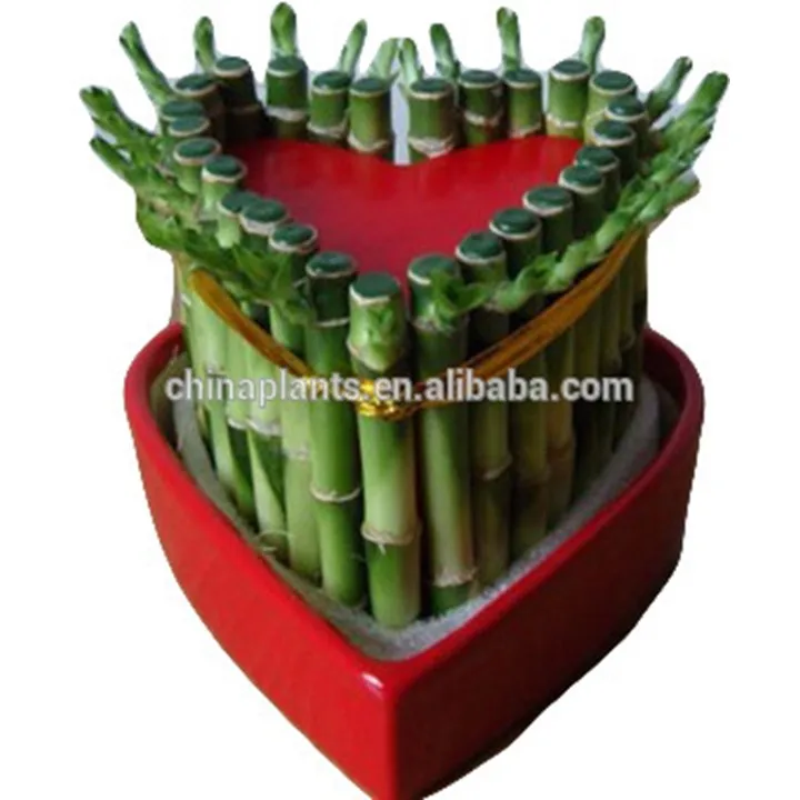 
LUCKY BAMBOO (heart shape ) 