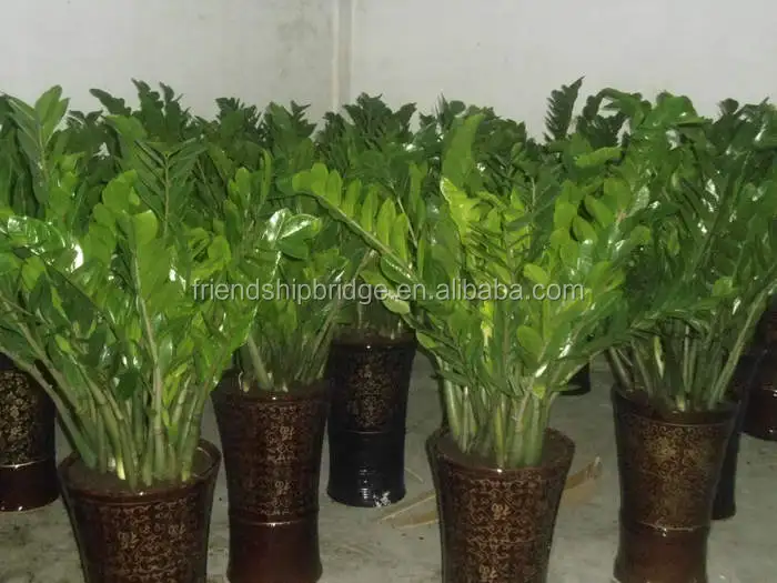 
Wholesale Indoor foliage plant Zamioculcas zamiifolia Bonsai 