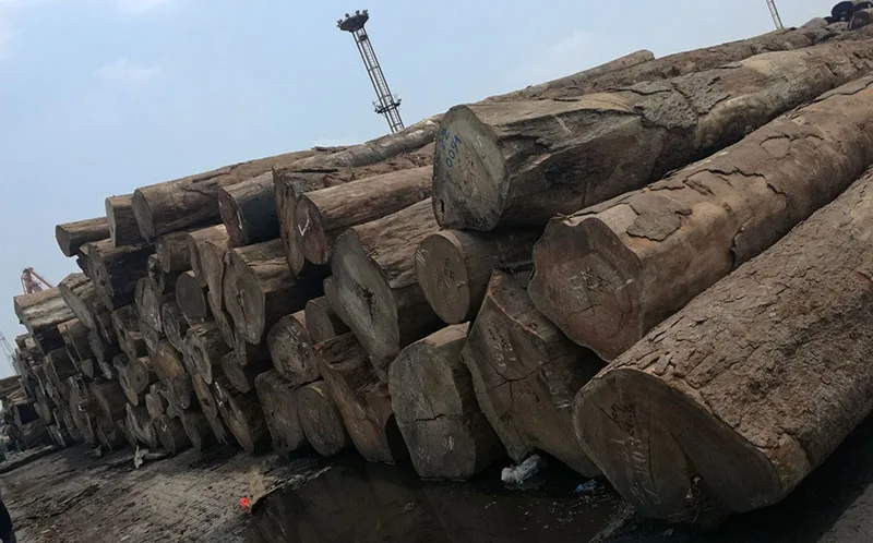 Doussie , Sapelli , Tali , Teak , Pachyloba Wood Logs