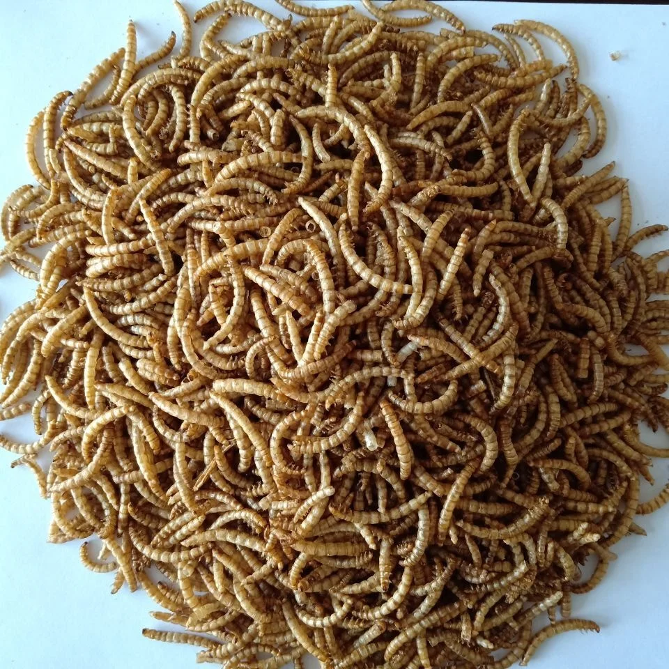 
stingray feed,mealworms for rare fish feed,the top popular feed for fish in Thailand 