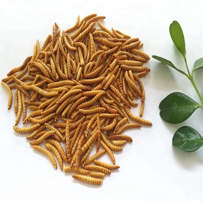 frozen mealworms dried mealworms