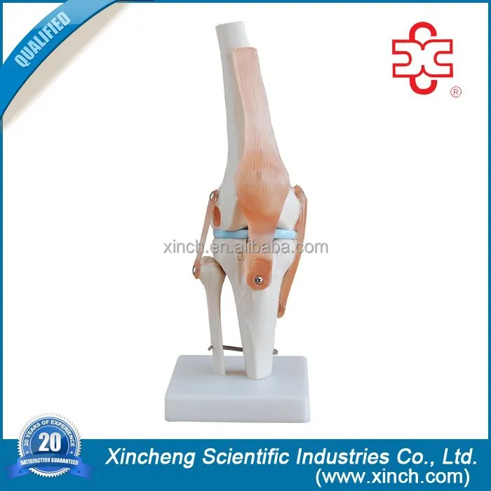 Life size коленного сустава анатомическая модель для школьного