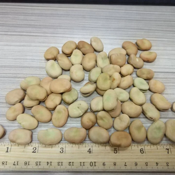 
dry whole split broad bean faba bean Organic 