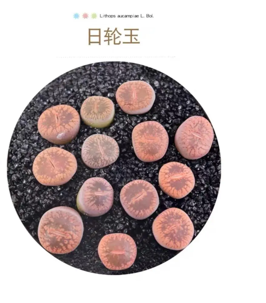 
 Многолетнее растение для помещений, натуральный продукт, суккуленты, литопс, аувьюи  