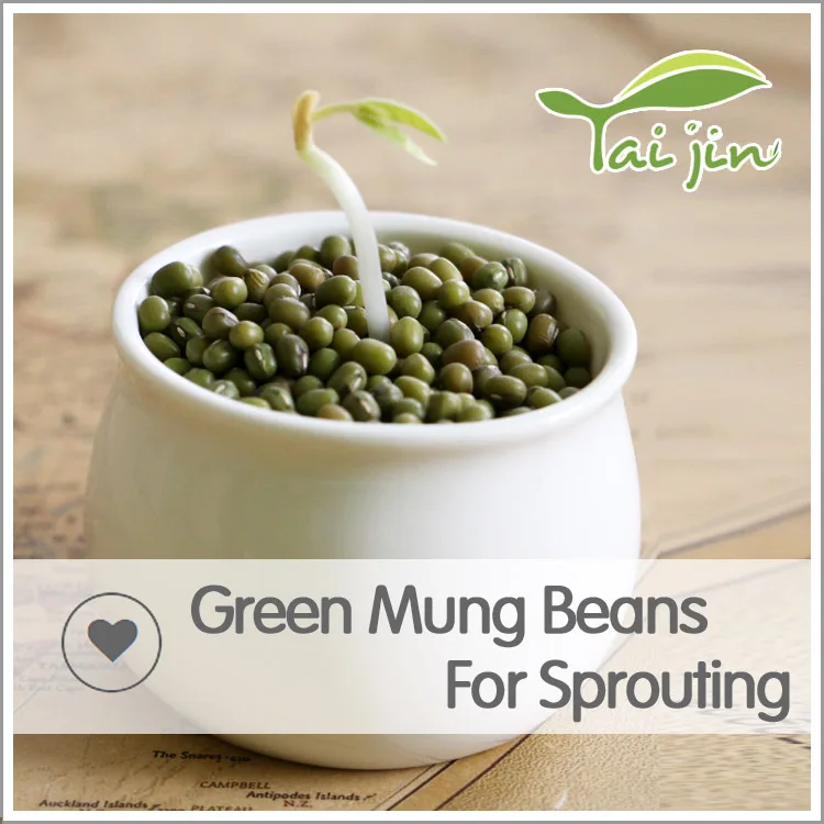 
2017 New Crop Common Cultivation Sprouting Green Mung Beans 
