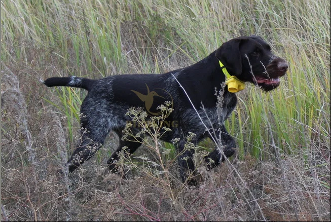 
Waterproof rechargeable design hunting dog beeper training collar with camouflage and yellow color 