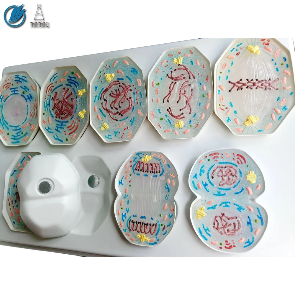 9 PCS Plastic Animal Cell Mitosis Model