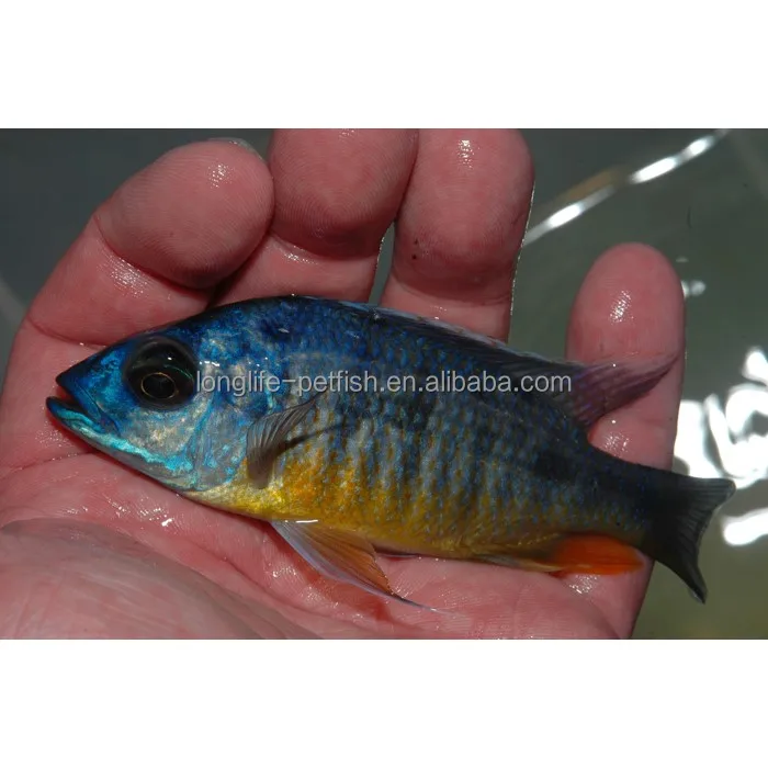 
Good Care Fish Imperial Tigress Cichlid 