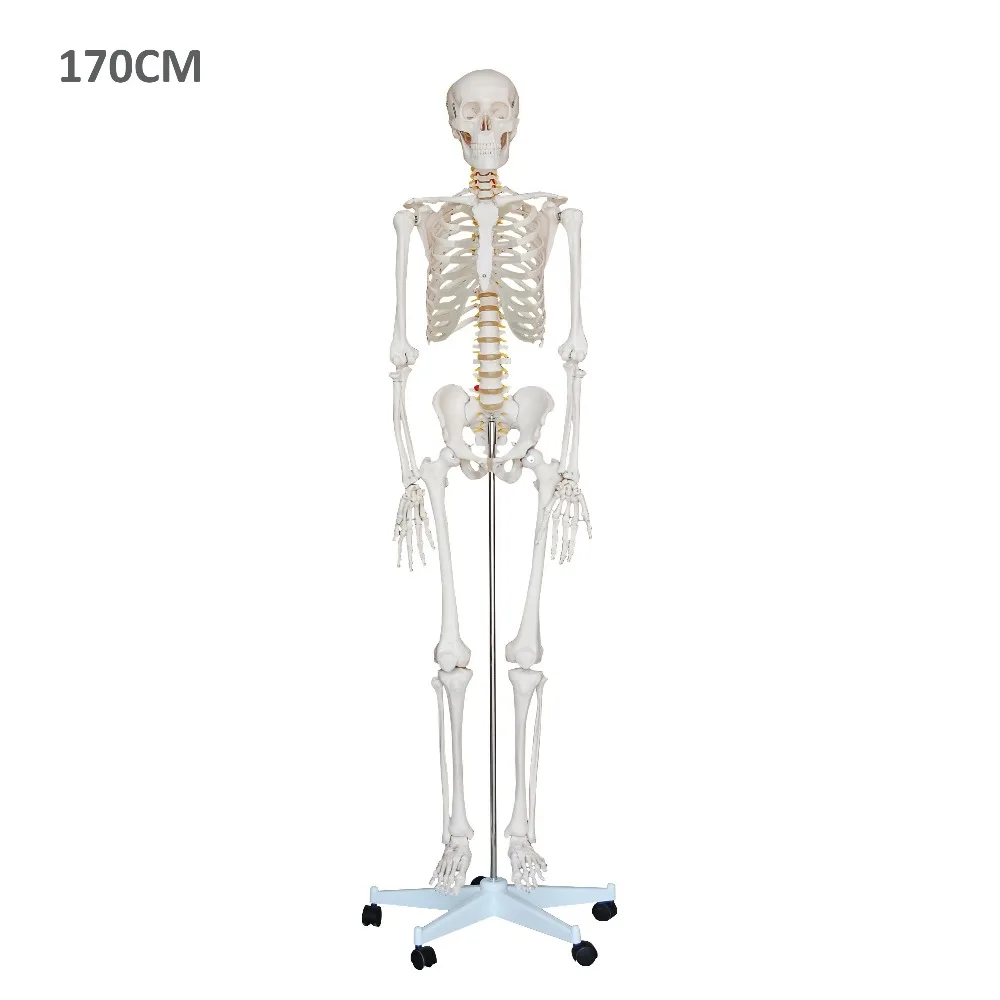 Biological Science Human Model Standard 170cm Skeleton