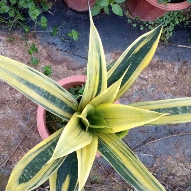 
 Комнатное бонсай змеиное растение Золотая сансевиерия  