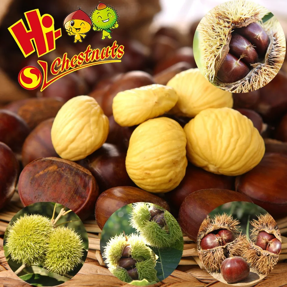 Raw fresh bulk chestnuts for sale