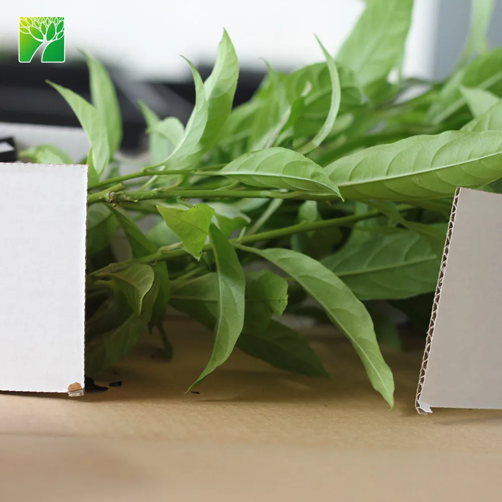 
Wholesale 2.4-3 spacing night-blooming jasmine shrub tree Cestrum nocturnum 