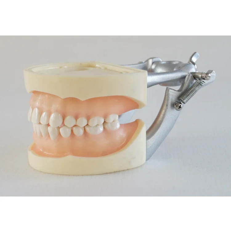 dental tooth demonstration models with DP articulator