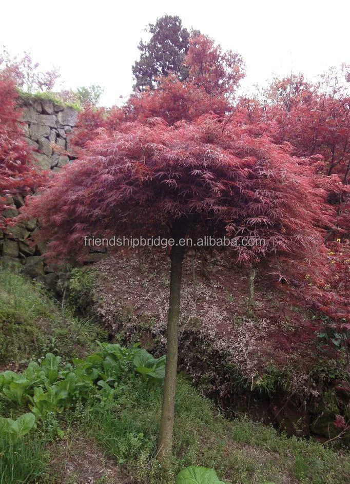 
Acer Palmatum/ maple Plants in Bonsai 