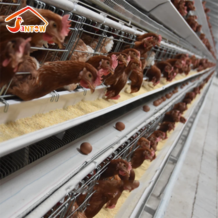 Factory sale battery cages laying hens African automatic chicken cage for 1 day old chicks farm
