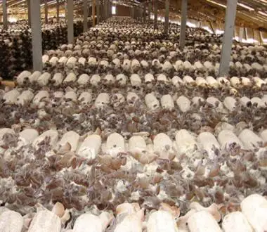 Agrocybe aegerita,yin er;Tremella fuciformis extract mycelium;OEM