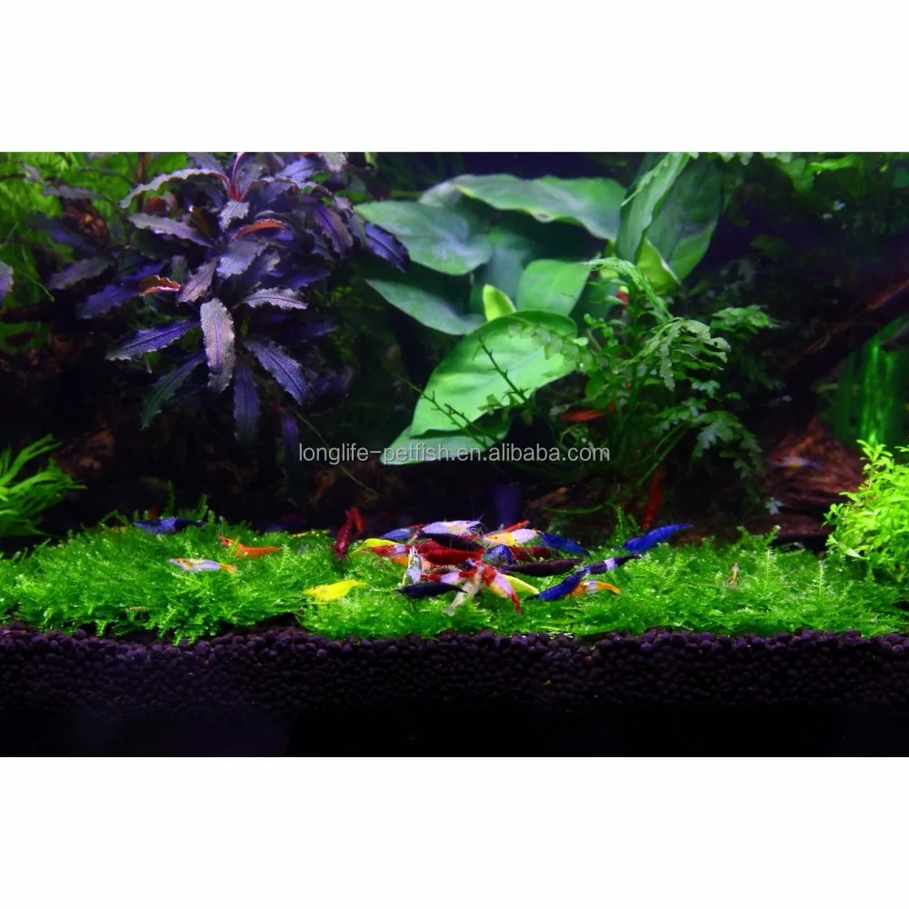 High Quality Freshwater Green Rili Shrimp