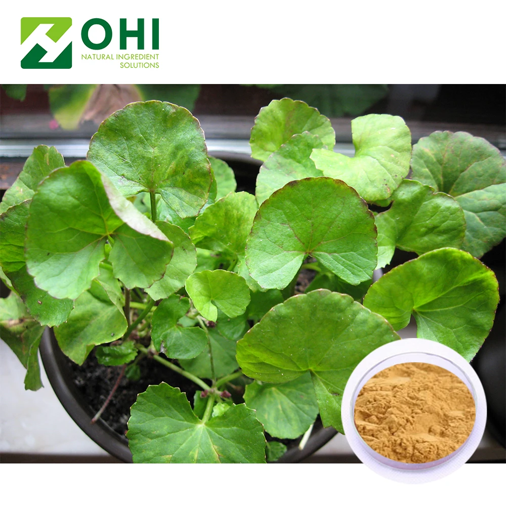 Centella Asiatica oil Extract/Centella Asiatica Leaf/Natural Asiaticoside 10%-90%