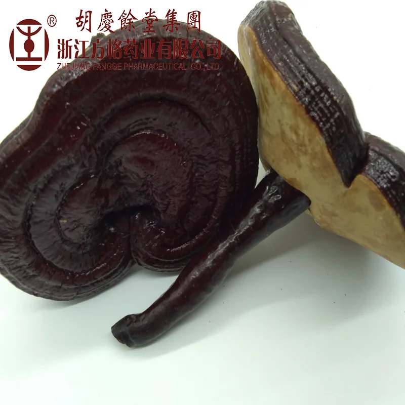 Organic Dried ganoderma lucidum/reishi mushroom; many kinds of mushrooms powder ,reishi spore shell-broken