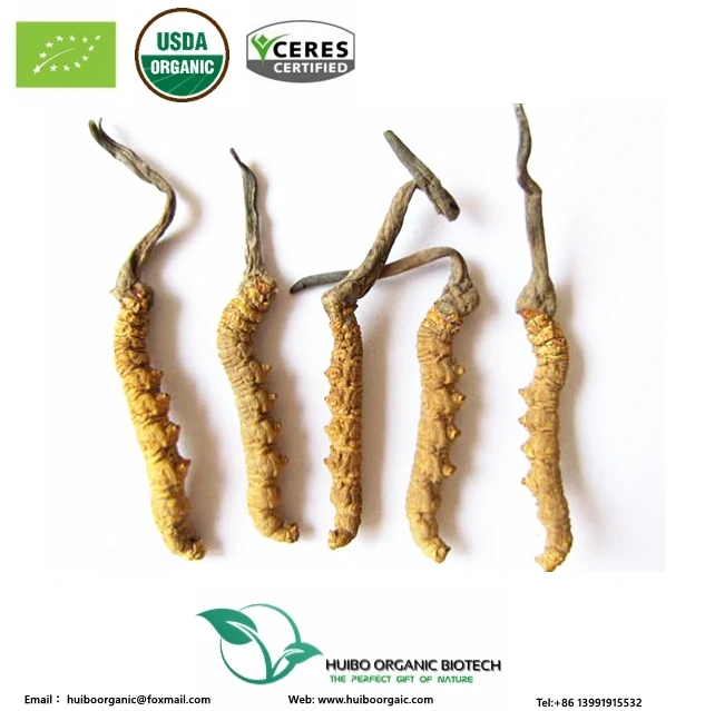 Natural Cordyceps sinensis / wild Worm Grass / dong chong xia cao / chongcao