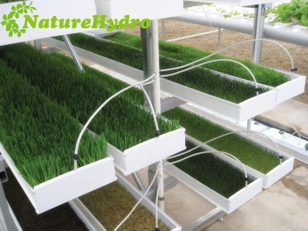 Microgreen hydroponic trays hydroponic channels wheat grass growing machine